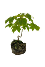 Load image into Gallery viewer, Bonsai Special | Sugar Maple (F7)