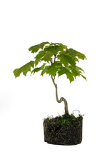 Load image into Gallery viewer, Bonsai Special | Sugar Maple (F7)