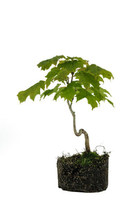 Bonsai Special | Sugar Maple (F7)