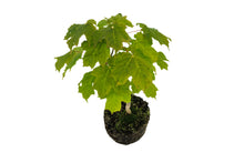 Load image into Gallery viewer, Bonsai Special | Sugar Maple (F7)