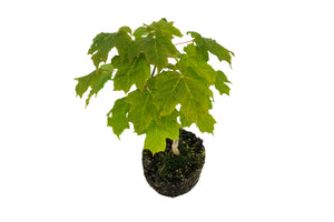 Bonsai Special | Sugar Maple (F7)