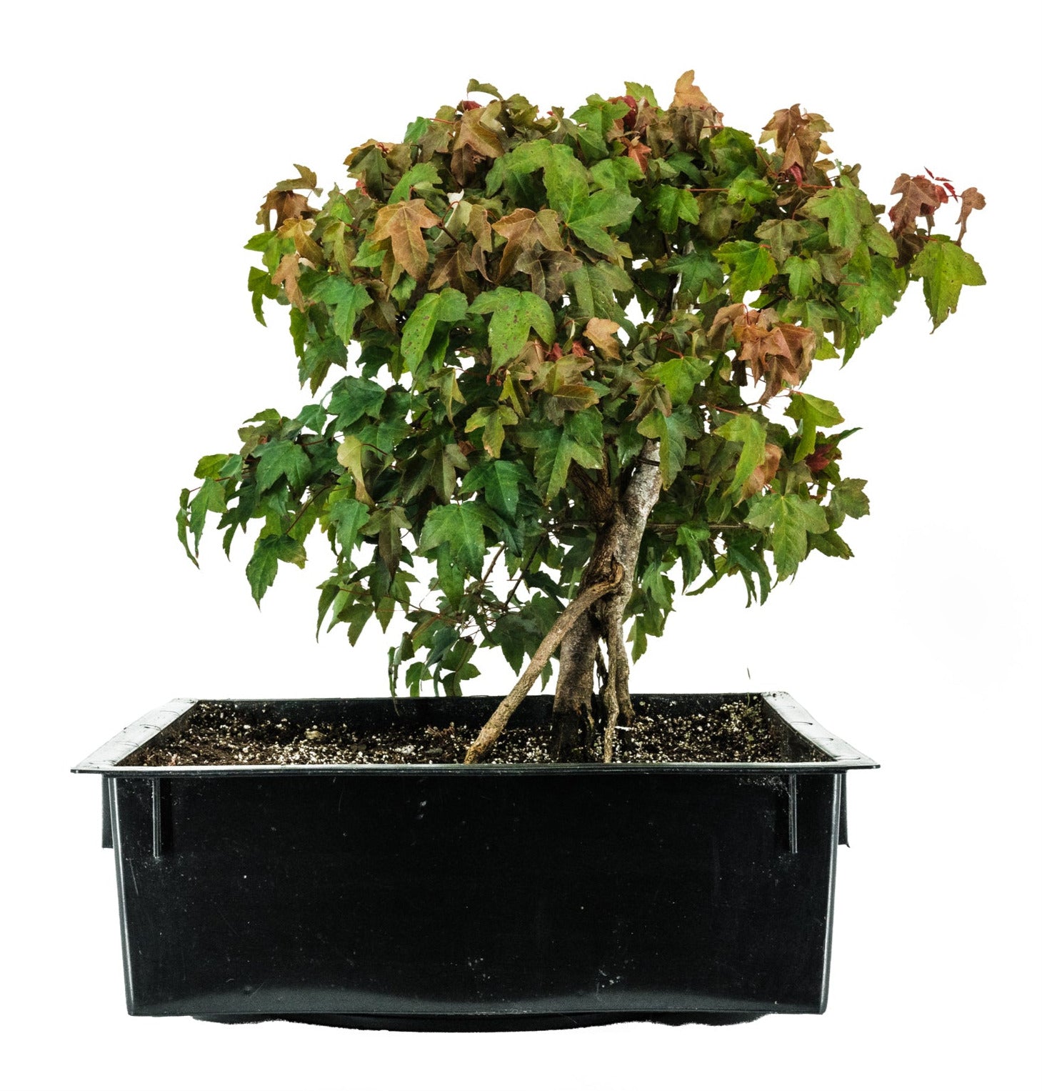 Bonsai Special | Trident Maple (F7) – The Jonsteen Company