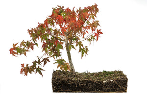 Bonsai Special | Japanese Maple (F8)