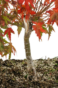 Bonsai Special | Japanese Maple (F8)