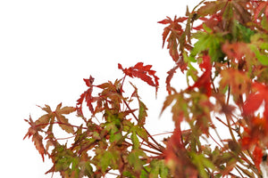 Bonsai Special | Japanese Maple (F8)