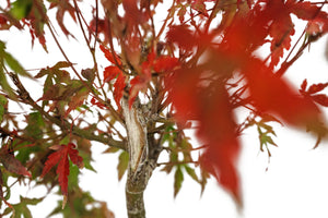 Bonsai Special | Japanese Maple (F8)