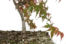 Load image into Gallery viewer, Bonsai Special | Japanese Maple (F8)