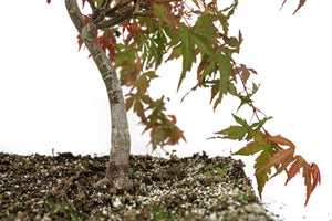 Bonsai Special | Japanese Maple (F8)