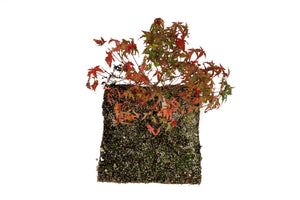 Bonsai Special | Japanese Maple (F8)