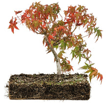 Load image into Gallery viewer, Bonsai Special | Japanese Maple (F8)