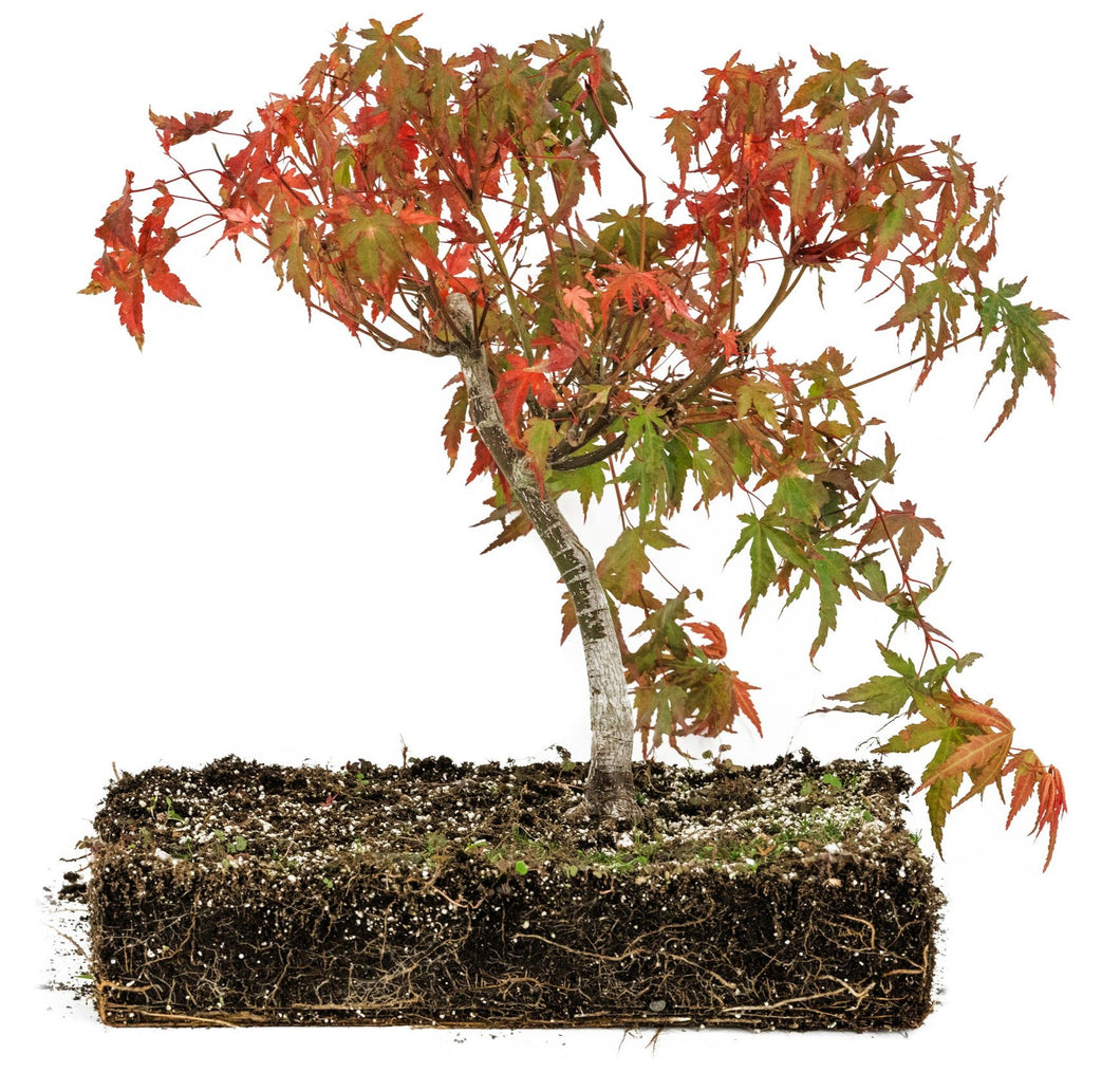 Bonsai Special | Japanese Maple (F8)