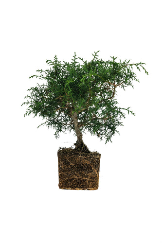 Bonsai Special | Arizona Cypress (F9)