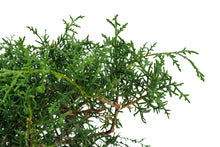 Load image into Gallery viewer, Bonsai Special | Arizona Cypress (F9)