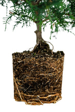 Load image into Gallery viewer, Bonsai Special | Arizona Cypress (F9)