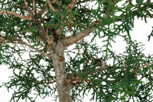 Load image into Gallery viewer, Bonsai Special | Arizona Cypress (F9)