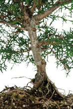 Load image into Gallery viewer, Bonsai Special | Arizona Cypress (F9)