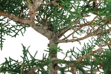 Load image into Gallery viewer, Bonsai Special | Arizona Cypress (F9)