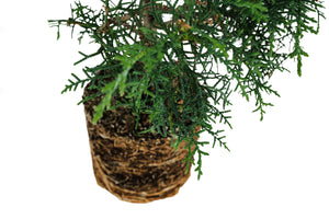 Bonsai Special | Arizona Cypress (F9)