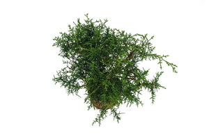 Bonsai Special | Arizona Cypress (F9)