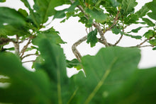 Load image into Gallery viewer, Bonsai Special | English Oak (F9)