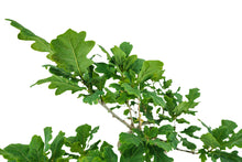 Load image into Gallery viewer, Bonsai Special | English Oak (F9)