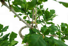 Load image into Gallery viewer, Bonsai Special | English Oak (F9)