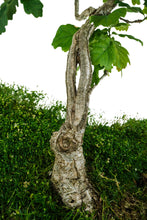 Load image into Gallery viewer, Bonsai Special | English Oak (F9)