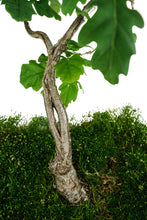 Load image into Gallery viewer, Bonsai Special | English Oak (F9)