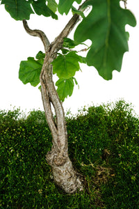 Bonsai Special | English Oak (F9)