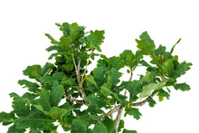 Load image into Gallery viewer, Bonsai Special | English Oak (F9)