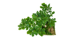Load image into Gallery viewer, Bonsai Special | English Oak (F9)
