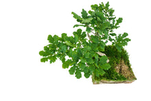 Load image into Gallery viewer, Bonsai Special | English Oak (F9)