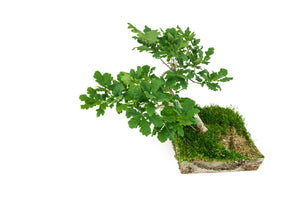 Bonsai Special | English Oak (F9)