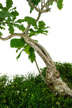 Load image into Gallery viewer, Bonsai Special | English Oak (F9)
