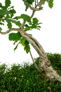 Bonsai Special | English Oak (F9)