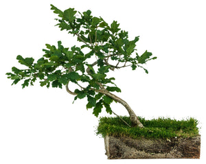 Bonsai Special | English Oak (F9)
