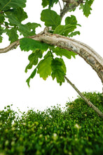 Load image into Gallery viewer, Bonsai Special | English Oak (F9)