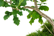 Load image into Gallery viewer, Bonsai Special | English Oak (F9)