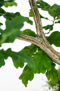 Bonsai Special | English Oak (F9)