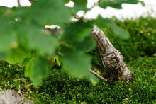 Load image into Gallery viewer, Bonsai Special | English Oak (F9)