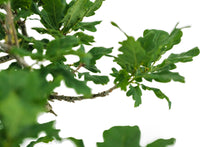 Load image into Gallery viewer, Bonsai Special | English Oak (F9)