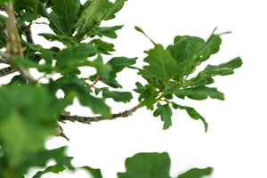 Bonsai Special | English Oak (F9)