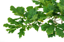 Load image into Gallery viewer, Bonsai Special | English Oak (F9)