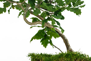 Bonsai Special | English Oak (F9)