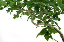 Load image into Gallery viewer, Bonsai Special | English Oak (F9)