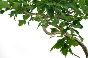 Bonsai Special | English Oak (F9)