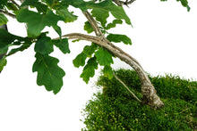 Load image into Gallery viewer, Bonsai Special | English Oak (F9)