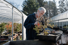 Load image into Gallery viewer, Bonsai Special | Trident Maple (F7)