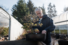 Load image into Gallery viewer, Bonsai Special | Trident Maple (F7)