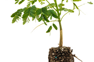 Flame Tree | Medium Tree Seedling | The Jonsteen Company